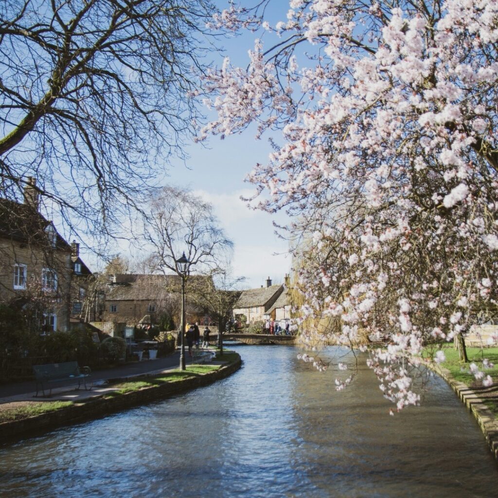 The river surrounded by cherry blossoms and other trees in bourton on the water