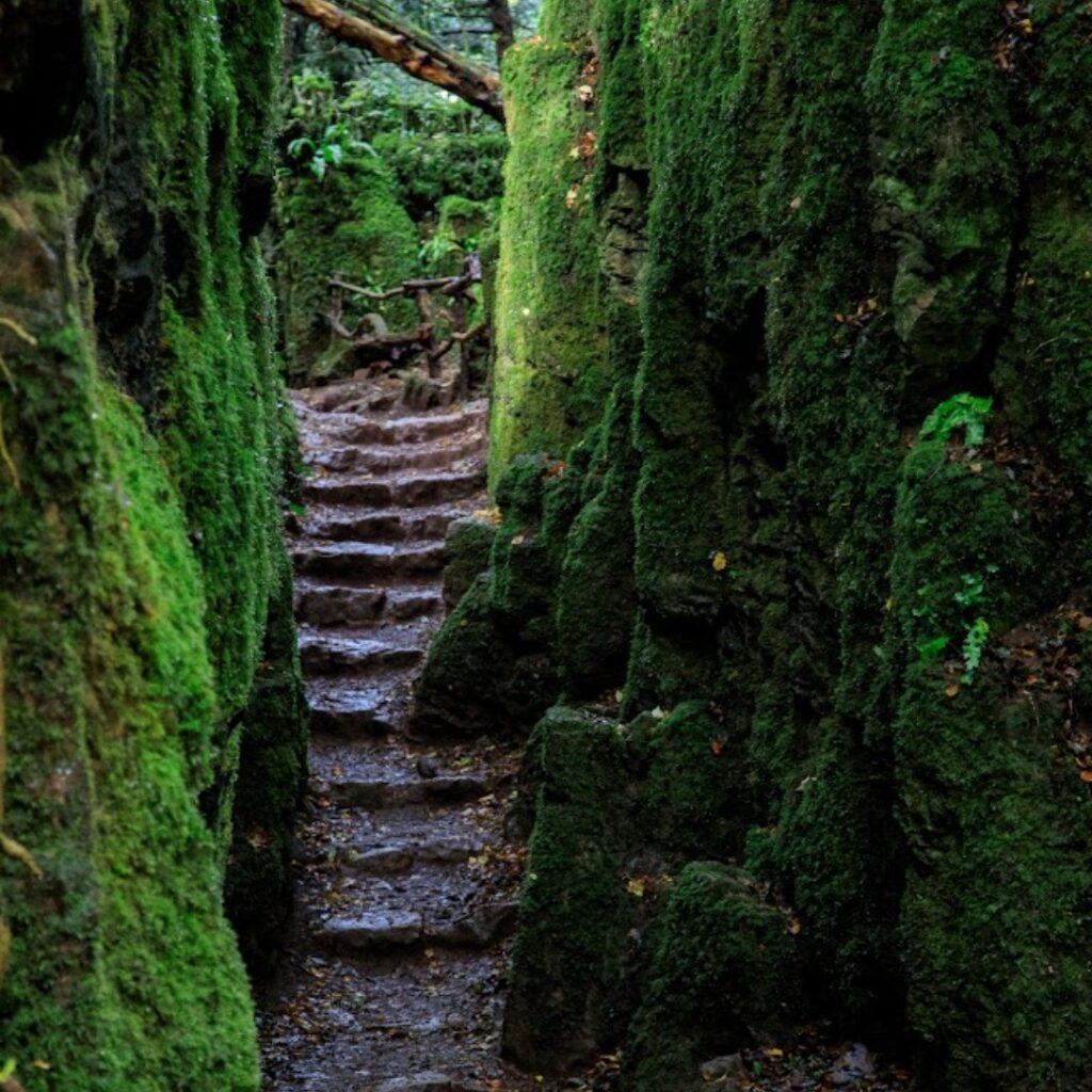 The stairs at puzzlewood in the forest of dean