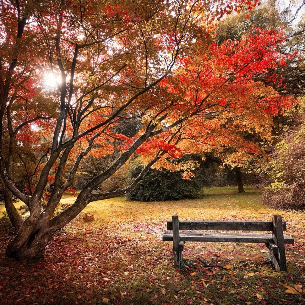 Westonbirt Arboritum on an autumnal day